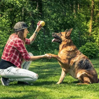 PET BEDS AND COMFORT